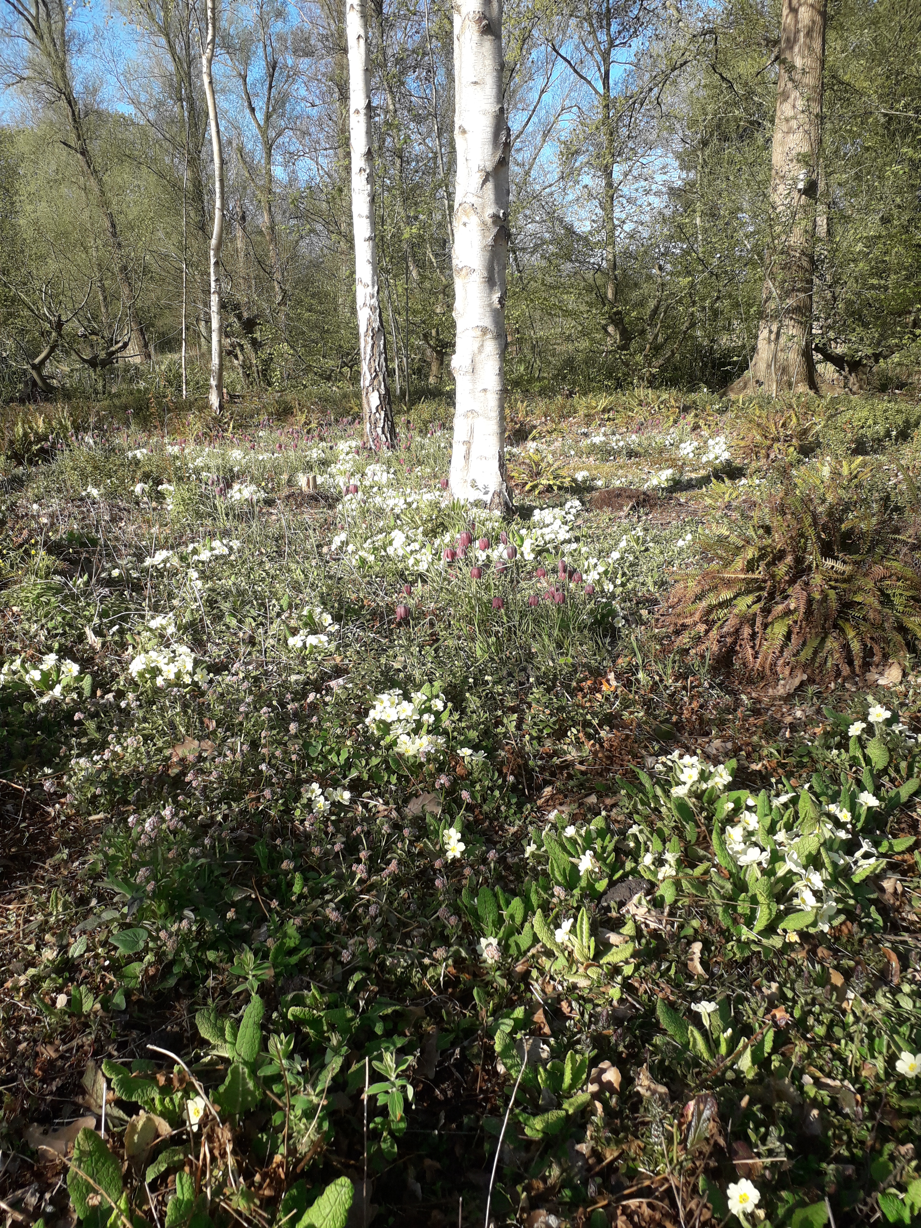Vroege voorjaarsbloemen in Jac P. Thijssepark